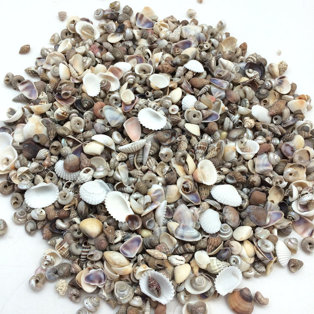 PEPPERLONELY Tiny Mix Sea Shells, Small Shells Mixed, 8 OZ Apprx. 1400+ PC Shells, 1/4 Inch ~ 5/8 Inch