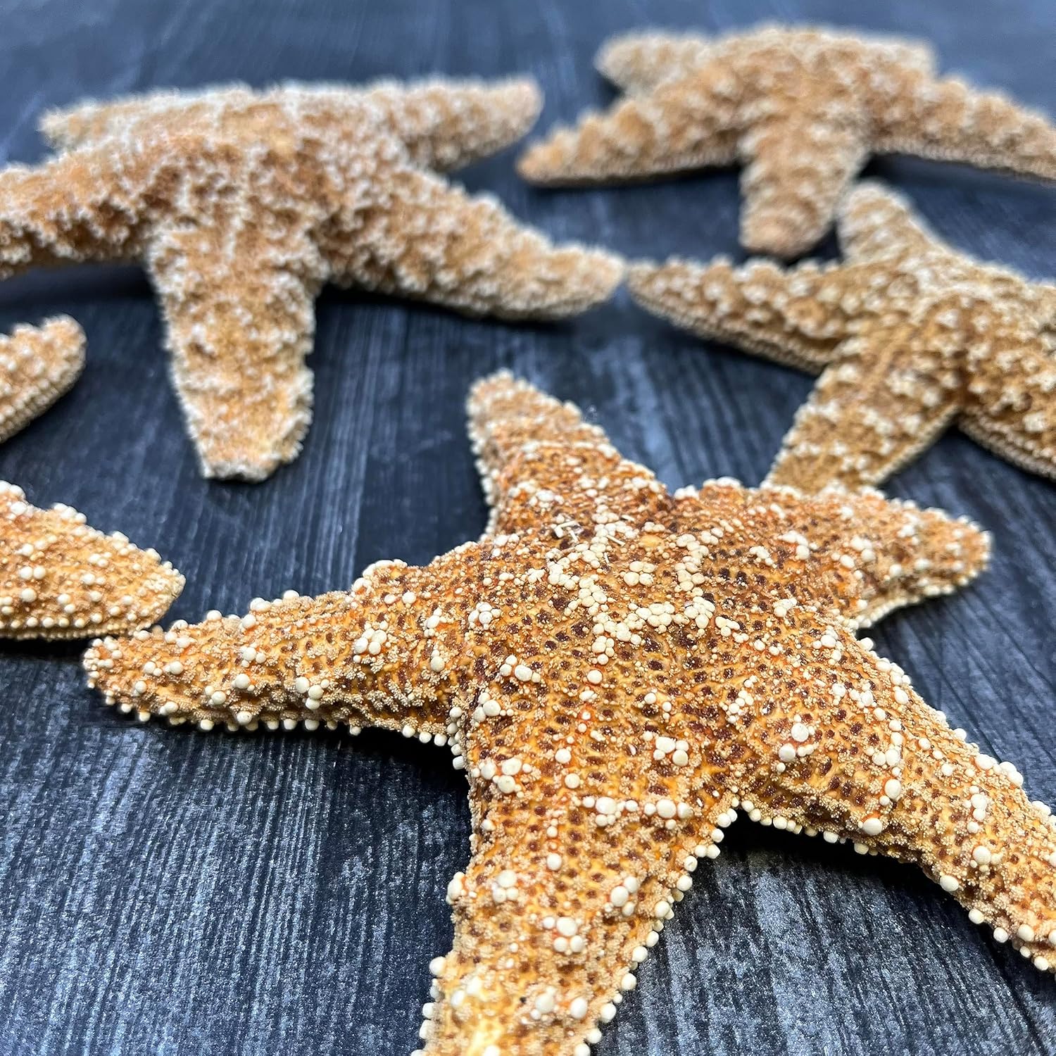 Tumbler Home Real Starfish Décor - 10pcs - 4" - 6" Large Starfish for Crafts, Beach House Décor, Chirstmas Ornaments & Nautical Decorations