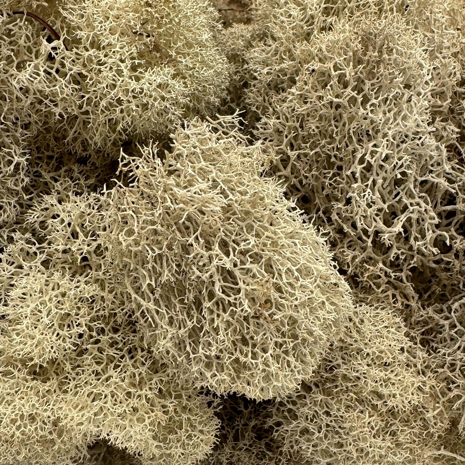 Preserved Reindeer Moss - Premium Decorative Moss for Crafts, Home Décor, Art, Design & DIY Projects - Real Moss - Non-Toxic, USA-Made (Natural, Small Size)