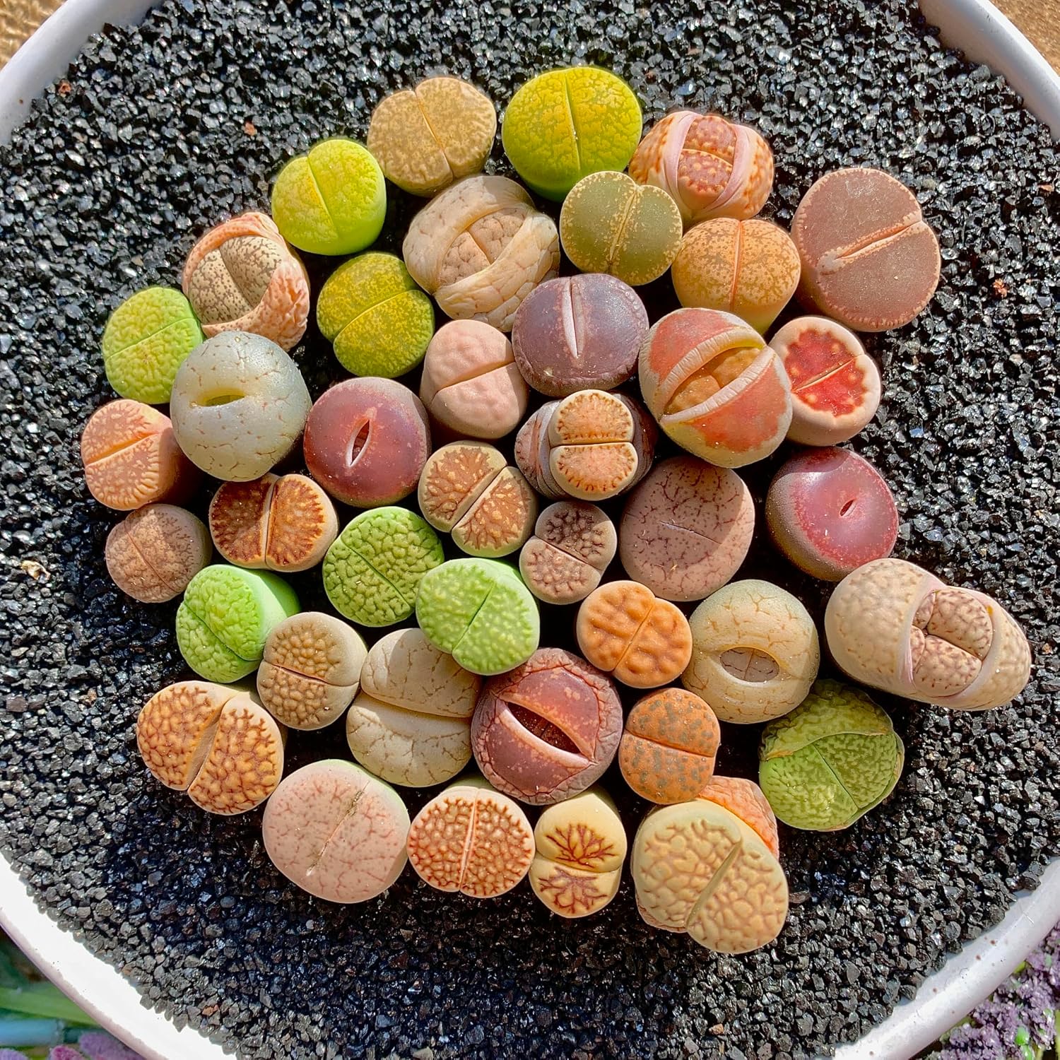 Lithops Succulent Plants Live – 0.6-0.8" 50 Pcs Rare Living Stones Mix, Succulents Bare Root Without Pot & Soil, Easy-Care Indoor Office Desk Decoration, Unique Plant Gifts for Succulent Lovers