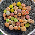 Lithops Succulent Plants Live – 0.6-0.8" 30 Pcs Rare Living Stones Mix, Succulents Bare Root Without Pot & Soil, Easy-Care Indoor Office Desk Decoration, Unique Plant Gifts for Succulent Lovers