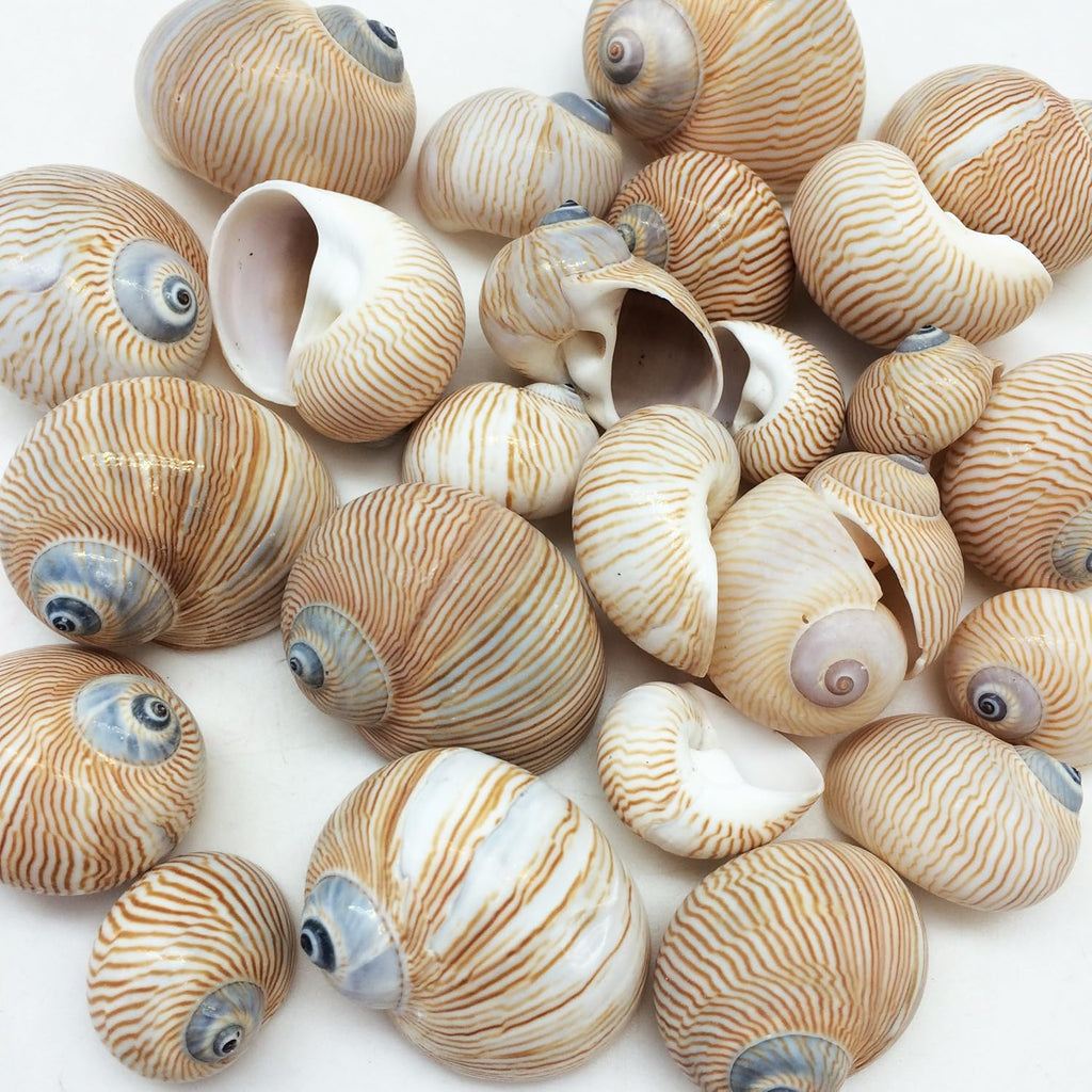 PEPPERLONELY 25 PC Nautica Lineata Sea Shells, 3/4 Inch ~ 1-1/2 Inch