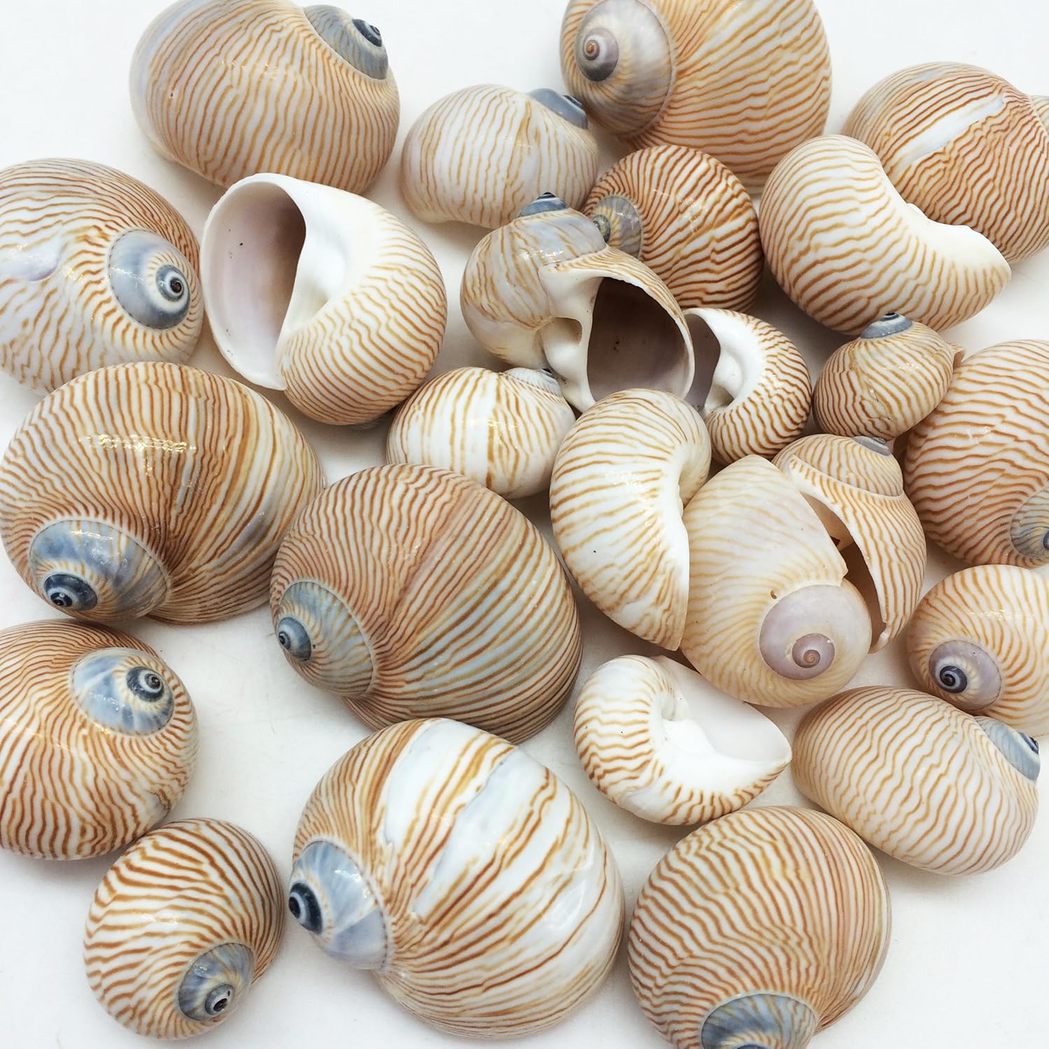 PEPPERLONELY 25 PC Nautica Lineata Sea Shells, 3/4 Inch ~ 1-1/2 Inch