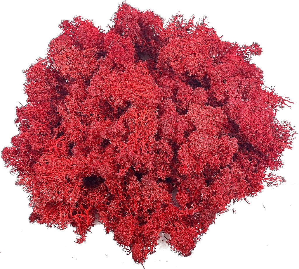Moss Preserved Moss for Potted Plants Natural Fresh Green Reindeer Moss for Craft Arts Floral Wall Decor Decor Wedding Centerpieces Garden Artificial Terrariums Decoration for Christmas - Red 3.52OZ
