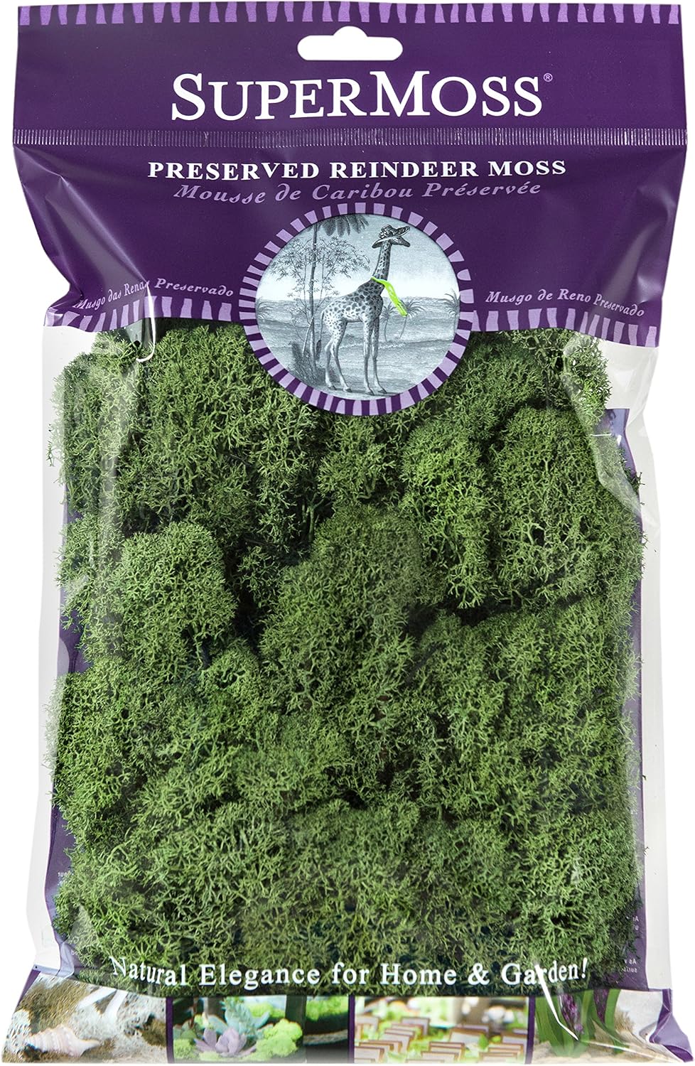 SuperMoss (23080) Reindeer Moss Preserved, Basil, 2 Ounces