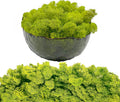 Moss Preserved Artificial Moss 8.8oz Natural Fresh Green Moss for Craft Arts Floral Project Wall Decor Table Decor Wedding Centerpieces Garden Terrariums Decoration Chartreuse