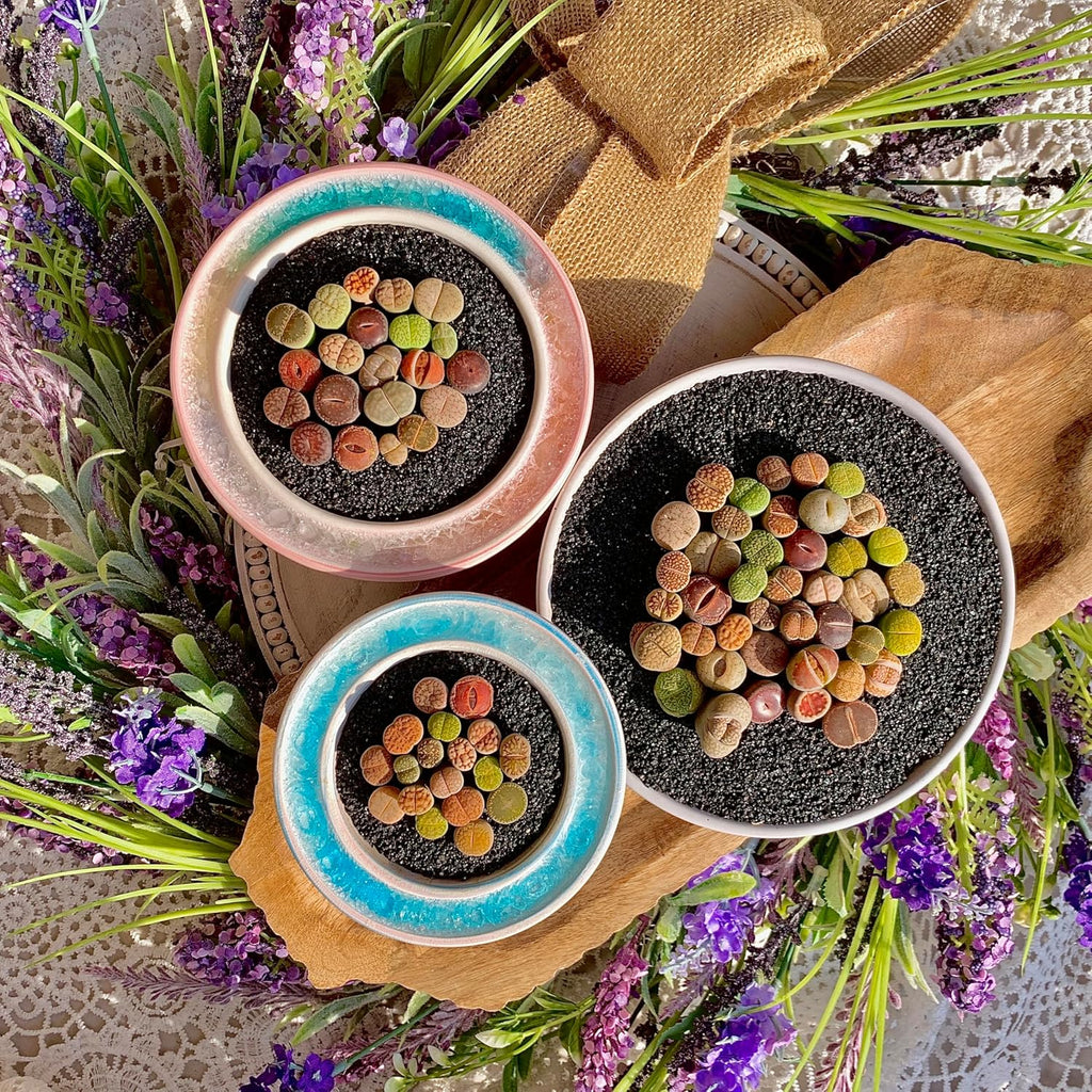 Lithops Succulent Plants Live – 0.6-0.8" 50 Pcs Rare Living Stones Mix, Succulents Bare Root Without Pot & Soil, Easy-Care Indoor Office Desk Decoration, Unique Plant Gifts for Succulent Lovers