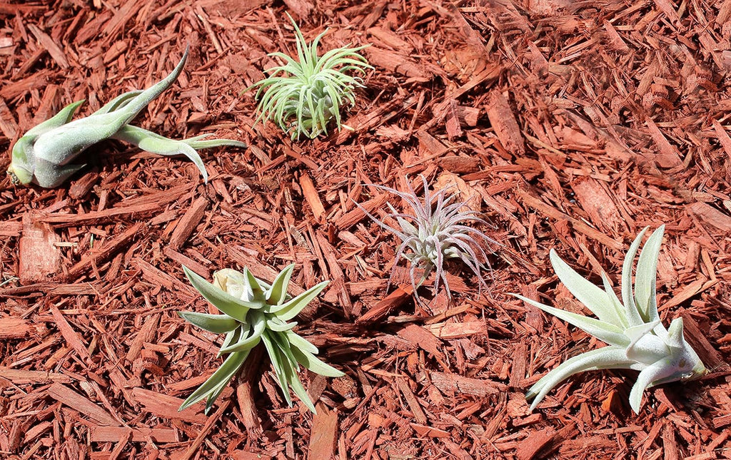 Variety Pack of Small Tillandsia Air Plants, Assortment of Exotic, Low Maintenance Live Air Plants Including Ionantha Rubra, Caput-Medusae, Harrissi, Velutina, & Ionantha Fuego Plants! (Set of 5)
