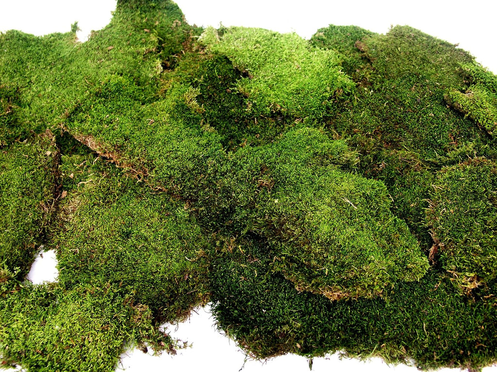 SuperMoss (21559) Sheet Moss – Flat Moss for Plants, Terrariums, Wedding Decor & Crafts | Safe, Non-Toxic, Long-Lasting Green Moss for Indoor Plants, Vivariums & Green Wall Art, 25lbs Box, Preserved