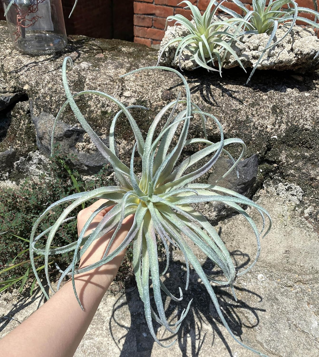 Casktcom® Artificial Air Plants – Set of 3 Large Faux Tillandsia Bromeliads – Realistic Fake Succulent Plants for Home, Office, or Wall Decor – No Maintenance Needed